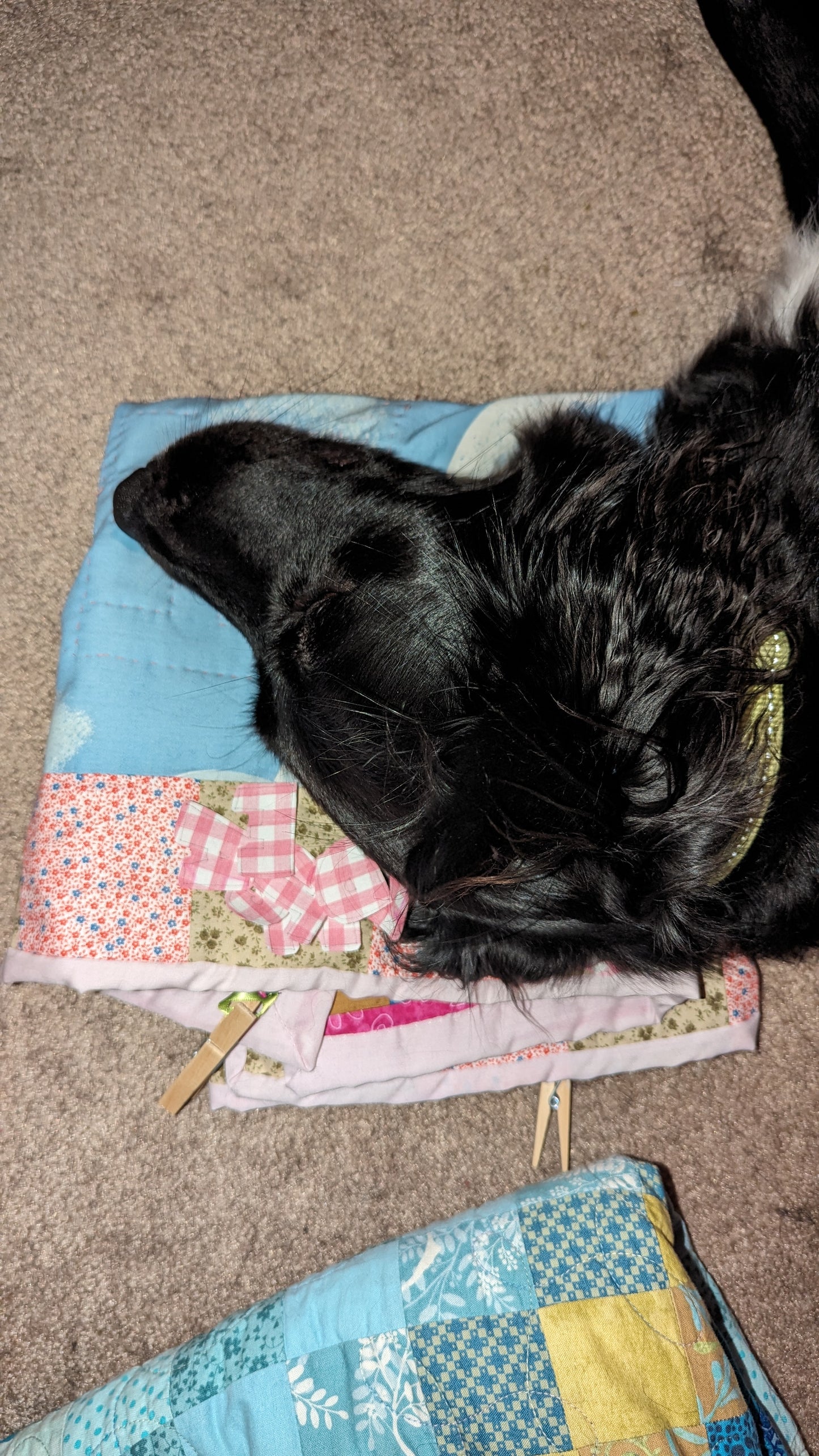 dog using folded quilt as a pillow